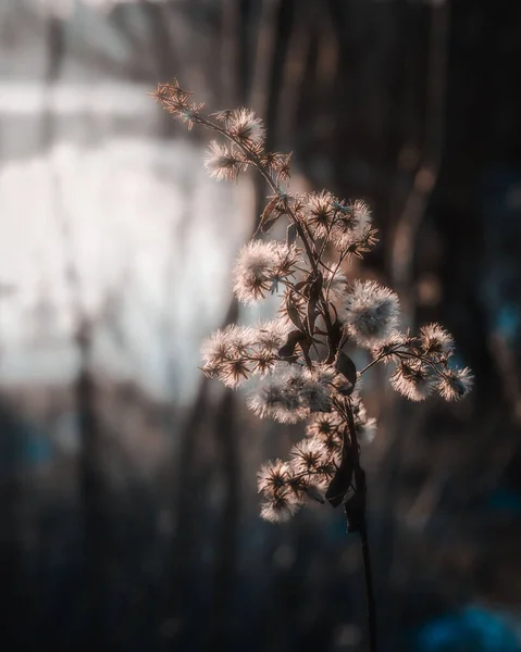 Shallow Focus Shot Cluster White Dandelions Flowers Blurred Background — Stock Photo, Image