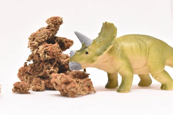 Ein Triceratops Dinosaurier Spielzeug Und Getrocknete Pflanze Auf Weißem Hintergrund — Stockfoto