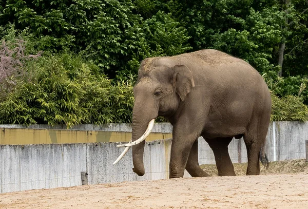 Udsigt Smuk Indisk Elefant Zoologisk Have Solrig Dag - Stock-foto