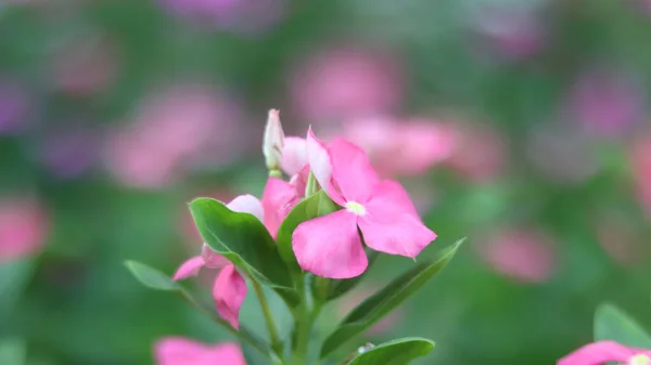 Primer Plano Una Flor Catharanthus Roseus Parque —  Fotos de Stock