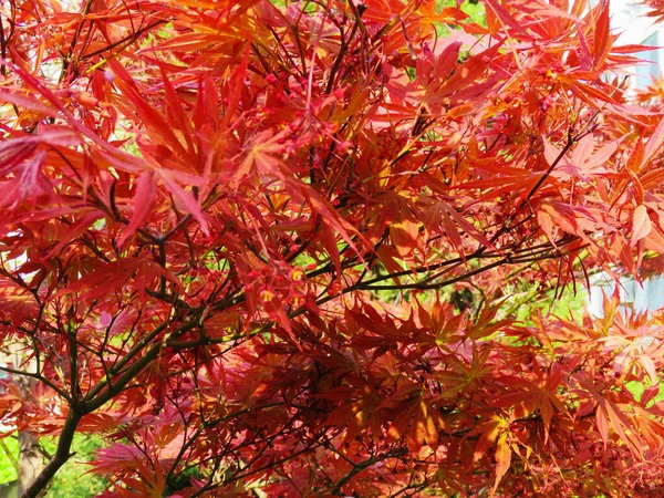 太陽の光の中で赤い木の葉のクローズアップショット — ストック写真