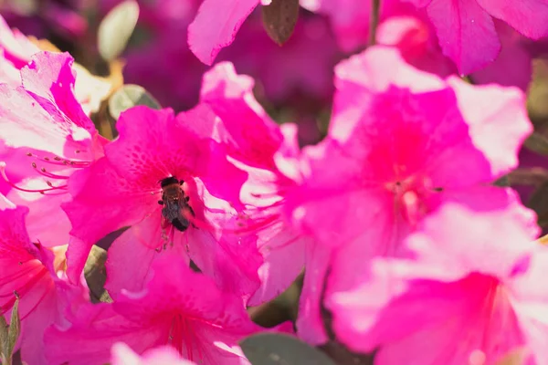 Včely Opylující Pacifický Rododendron — Stock fotografie