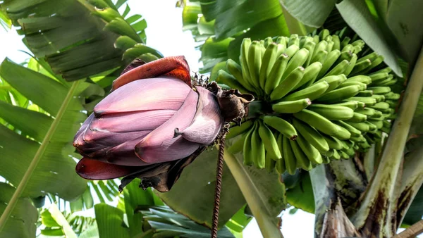 Primer Plano Racimo Plátano Verde Plantación Plátano Madeira Portugal —  Fotos de Stock