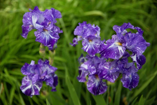 Primo Piano Fiori Viola Iris Parco — Foto Stock