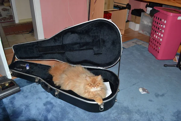 Gitar Çantasındaki Ranlı Kedi Siyah Ofis Halısında Kırmızı — Stok fotoğraf