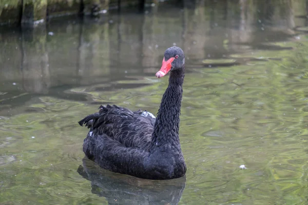 Cisne Negro Cygnus Atratus Água Tierpark Stadt Haia Países Baixos — Fotografia de Stock