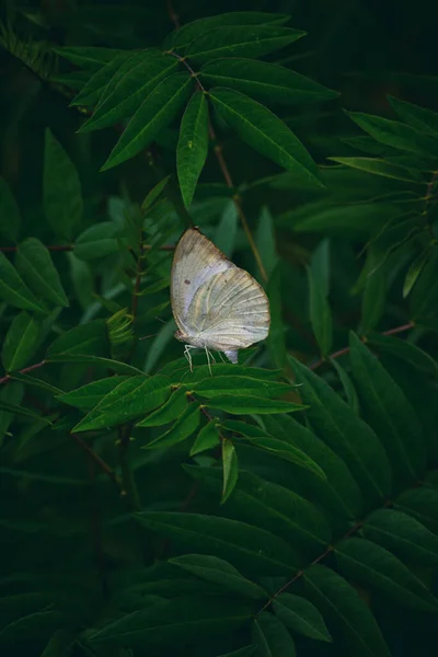 Вертикальный Снимок Красивой Бабочки Стоящей Зеленых Листьях Саду — стоковое фото