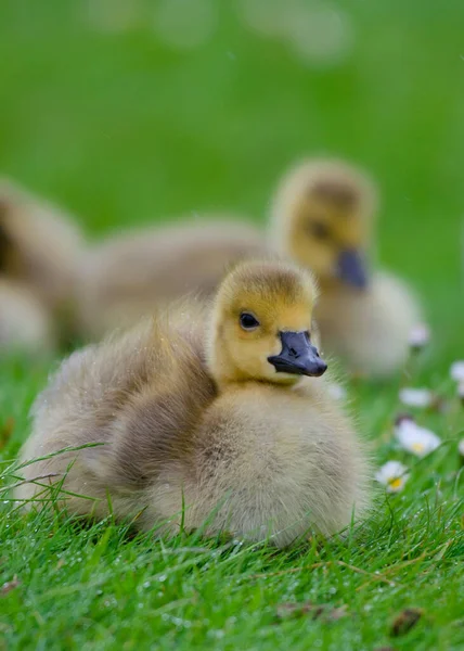 Ung Fluffig Gosling Sitter Gräset — Stockfoto