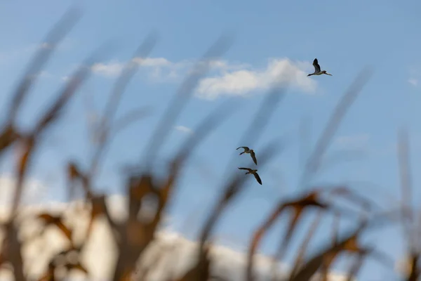 Alguns Gansos Voadores Com Primeiro Plano Desfocado Campo Milho — Fotografia de Stock