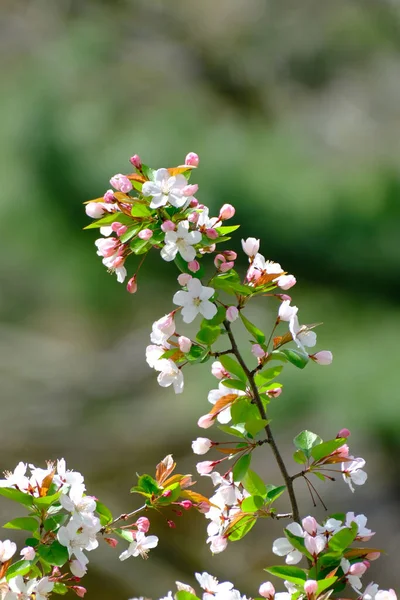 Een Close Shot Van Bloeiende Boomtakken Met Bloemen Geïsoleerd Groene — Stockfoto