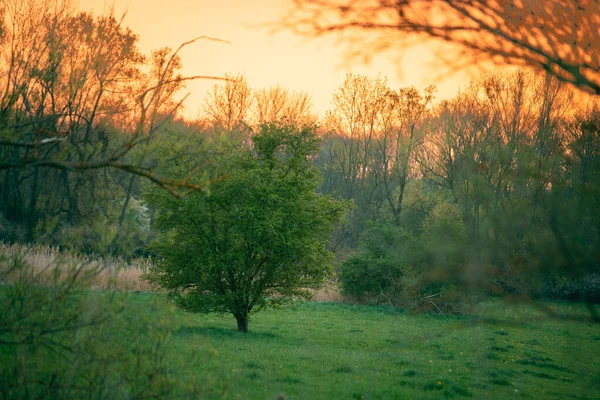 Gün Batımında Çayırda Tek Başına Büyüyen Yemyeşil Ağaç — Stok fotoğraf