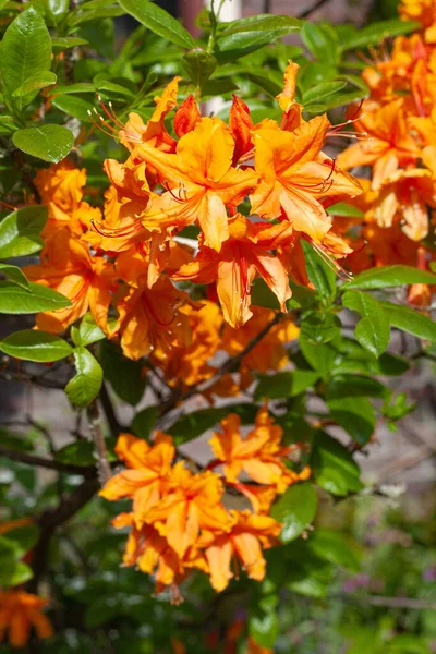 Vertical View Orange Azalea Flowers Green Leaves Garden — Stock Photo, Image