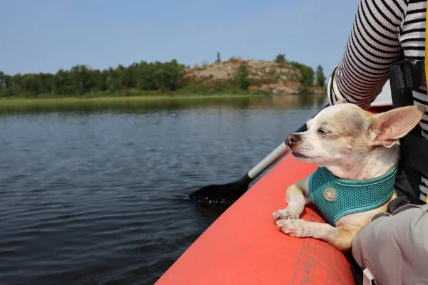 Chihuahua Enjoying Sunny Day Wind While Its Owner Riding Boat — Stock Photo, Image