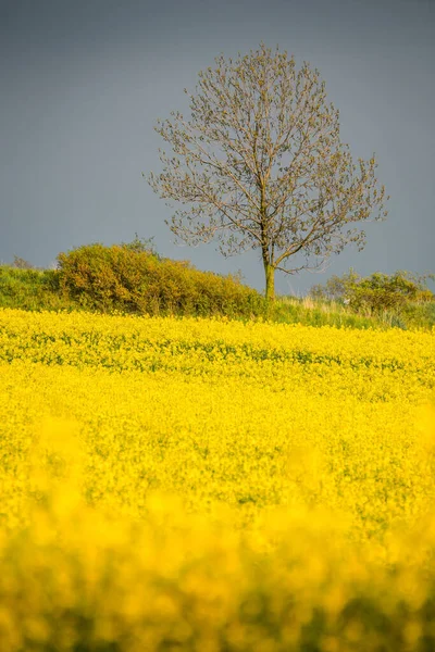 Tiro Vertical Campo Flores Colza Amarelas Uma Área Rural Com — Fotografia de Stock