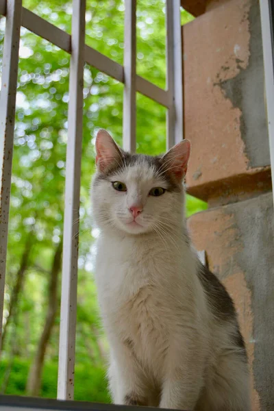 一只白灰相间的猫坐在靠窗的凳子上的垂直镜头 — 图库照片