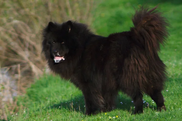 Bir çayırda duran İsveç Lapphunds (Svensk lapphund) 'a yakın çekim