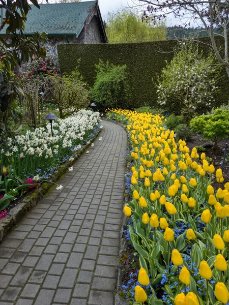 Vertical Shot Walkway Surrounded Yellow Tulips White Narcissus Flowers — Stock Photo, Image