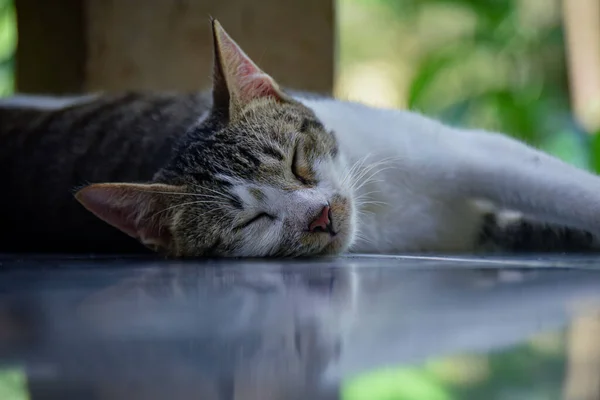 Yerde Uyuyan Sevimli Bir Kedinin Güzel Bir Fotoğrafı — Stok fotoğraf