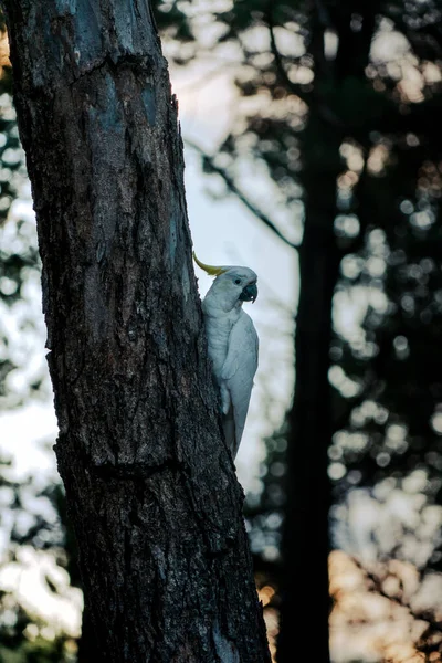 Vertical Shot Cockatoo Tree — Stock Photo, Image