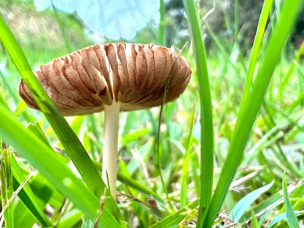 Closeup Shot Forest Mushroom Growing Field — Stock Photo, Image