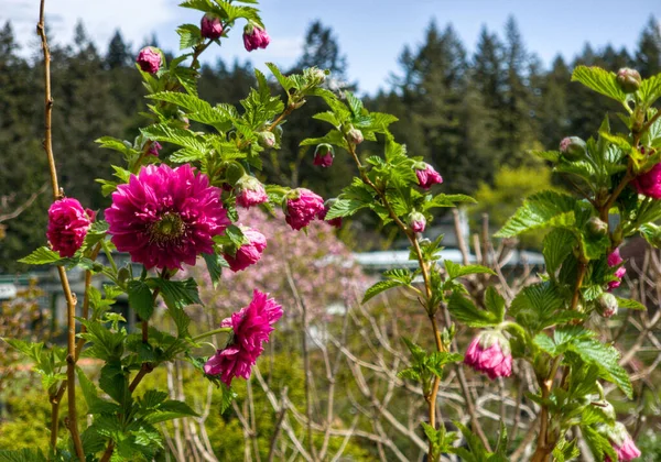 Vacker Bild Laxbär Blommor Trädgården — Stockfoto