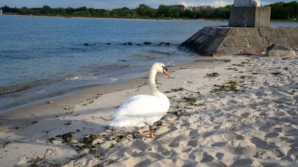 Белый Лебедь Ходит Песчаному Пляжу — стоковое фото