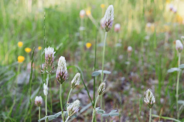 Een Close Shot Van Egyptische Klaver Planten Een Veld — Stockfoto