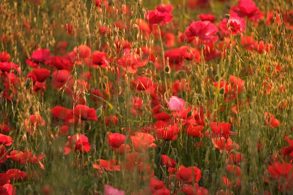 Beautiful Shot Field Red Poppies Sunset — Stock Photo, Image