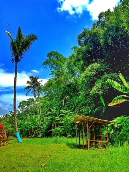 Plan Vertical Une Petite Cabane Dans Jardin Derrière Maison Malang — Photo