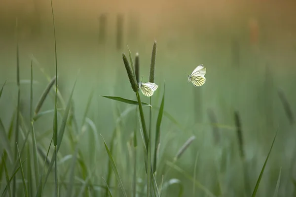 Неглубокий Фокус Двух Зеленых Белых Бабочек Летящих Зеленой Траве Восходе — стоковое фото