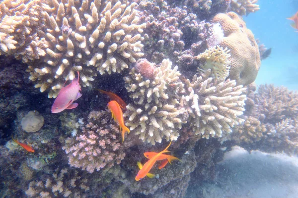 이집트의 홍해에 물고기 산호초의 아름다운 — 스톡 사진