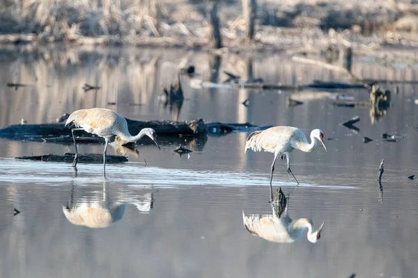 Deux Plaines Sable Blanc Cherchant Nourriture Dans Lac Printemps — Photo