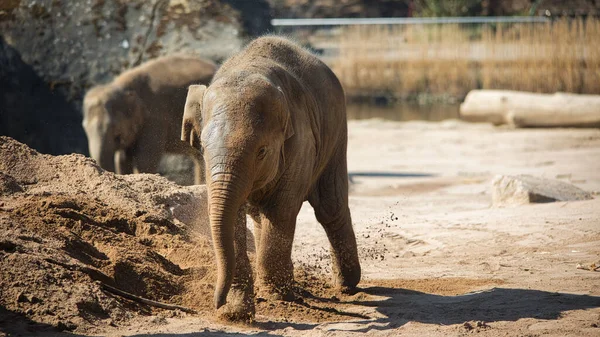Beautiful Shot Two Elephants Playing Mud Pond — Stock Photo, Image