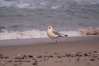 Deniz kıyısındaki bir martıya yakın çekim