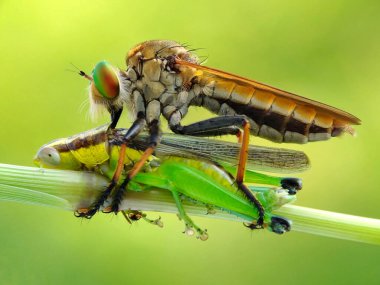 Bu fotoğrafı bir cep telefonu kamerası ve eski hasarlı kameranın lensini kullanarak çektim.