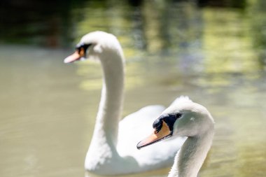 Portekiz, Pena 'nın doğal parkında gölde yüzen iki zarif kuğu manzarası.