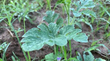 Genç karpuz bitkisinin yakın çekimi.