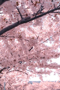 Bir ağacın dallarında güzel pembe çiçeklerin dikey görüntüsü.