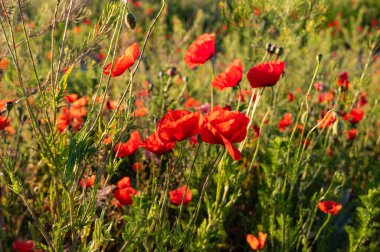 Tarladaki yabani gelincik çiçeklerinin seçici odak noktası.