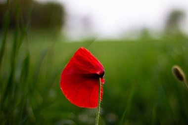 Bulanık arka planda yeşil çimlerle dolu bir tarlada büyüyen haşhaş çiçeğinin yakın plan çekimi.