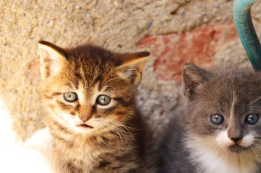 Kameraya bakan kahverengi ve gri kedi yavrularının yakın çekimi.