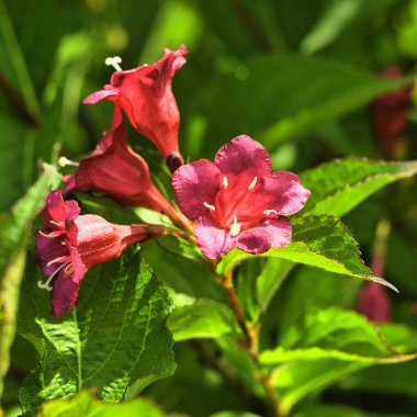 Kırmızı eski moda Weigela 'nın (Weigela Florida) parlak güneş ışığı altında açan çiçeklerinin yakın plan çekimi.
