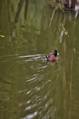 Gölde yürüyen bir ördek.