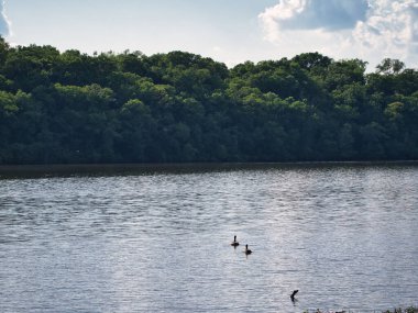 Kansas 'taki Olathe Gölü' nde yüzen Kanada kazlarının silueti.