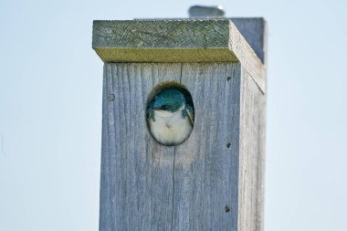 Kuş yuvasının içinde bir ağaç kırlangıç kuşunun yakın çekimi