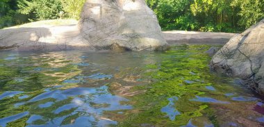 Parkta açık havada huzurlu yeşil bir göl..