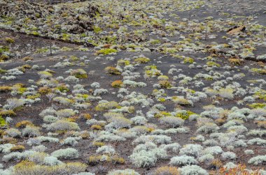 El Hierro Kanarya Adası İspanya manzara çöl