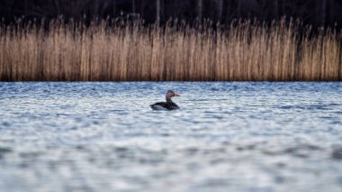 Bitkilerin arka planında gölde yüzen yalnız bir ördek..