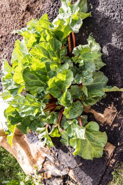 Rubarb özellikle tatlı ve pasta için iyidir.