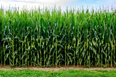 Yeşil bitkilerle dolu güzel bir mısır tarlası.